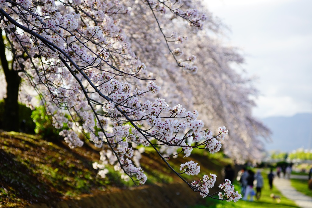 桜並木　③