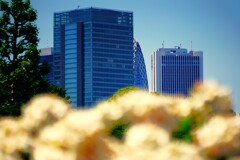白い花影と新宿高層ビル群