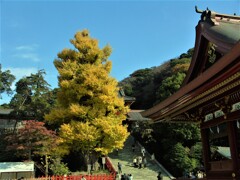 八幡様の大銀杏