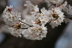 桜花咲く