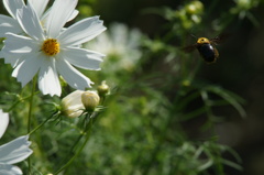 次の花へ、ひらり！