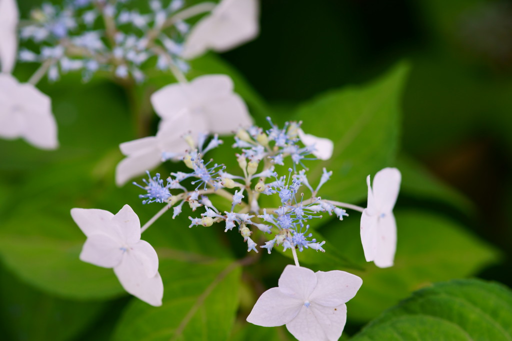 紫陽花　17