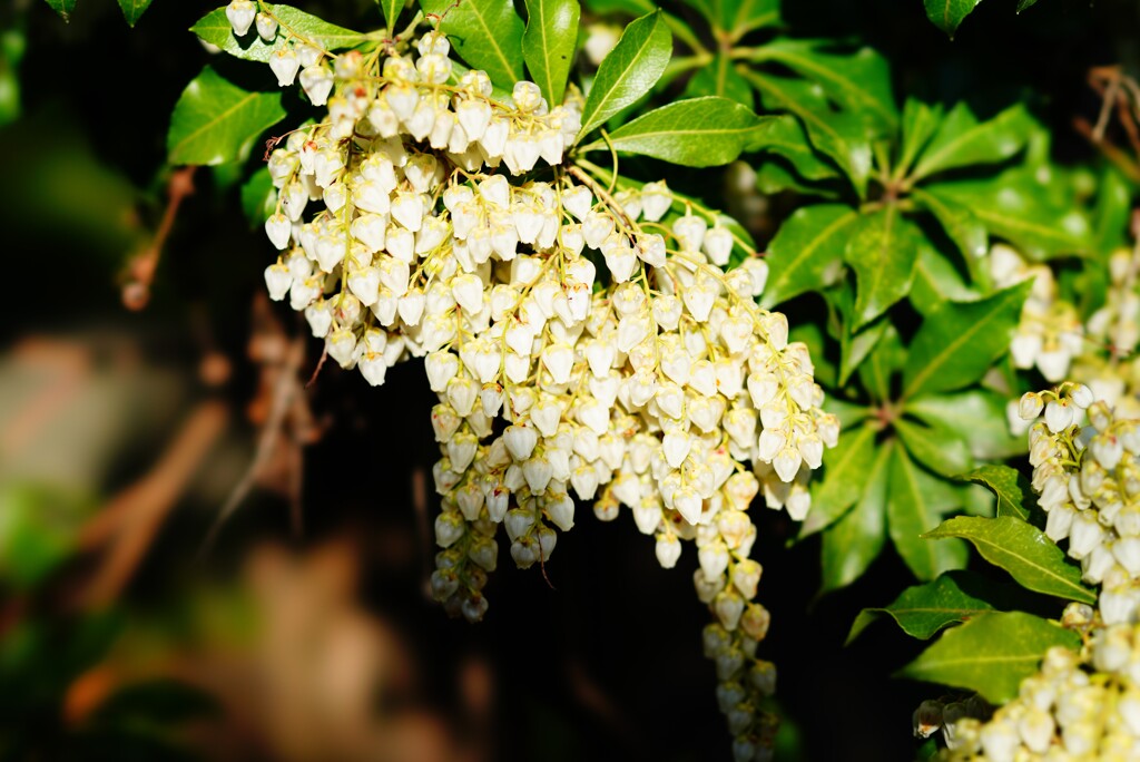 馬酔木の花