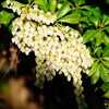 馬酔木の花