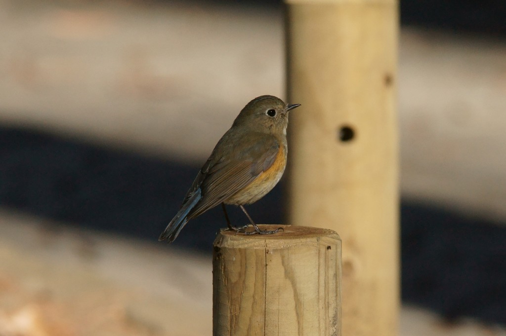 初撮りルリビタキ♀