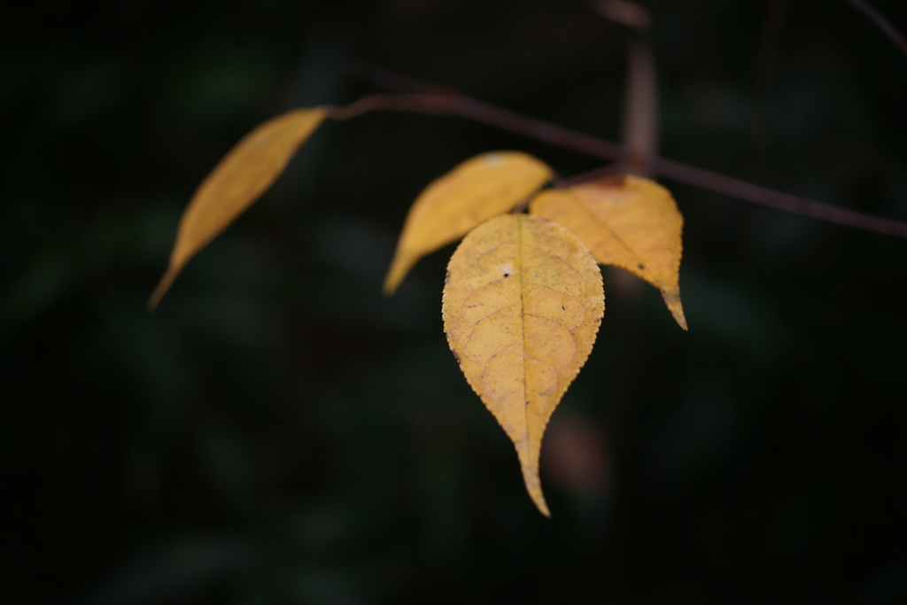 leaves