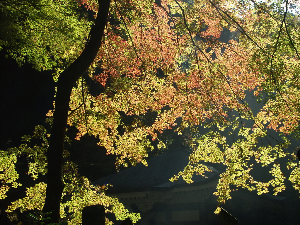 大雄山最乗寺　紅葉