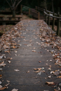 Boardwalk