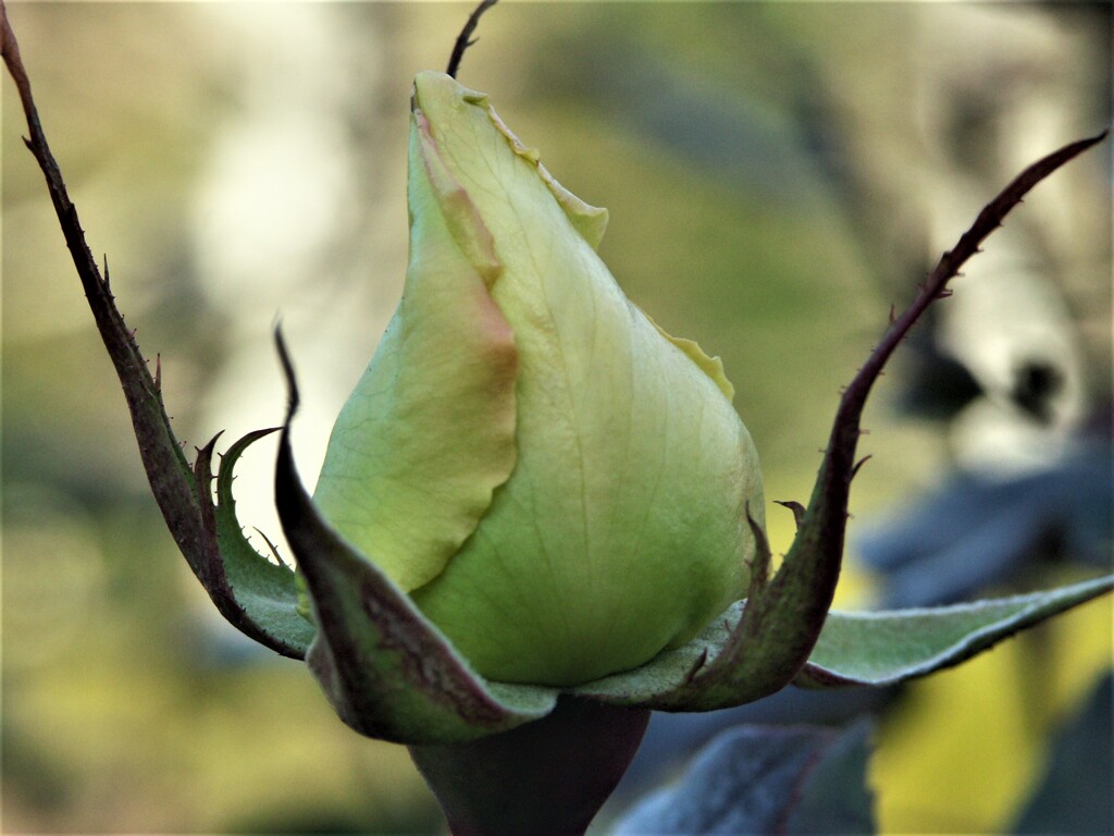 蕾
