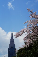 桜と代々木ビル