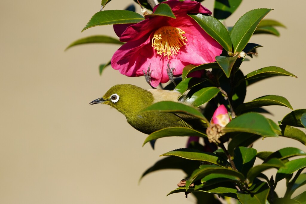 メジロ花弁にぶら下がってポーズを決める、であります