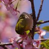 PENTAXで桜ジロー　⑤