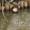 カモ眠る池に隕石落下