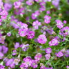 花壇の花　5