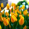 もうすぐ開花