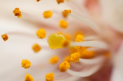 桜の「しべ」