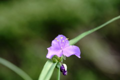 小さな花