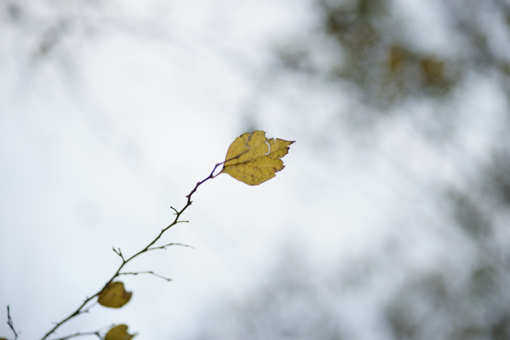 Dead leaf