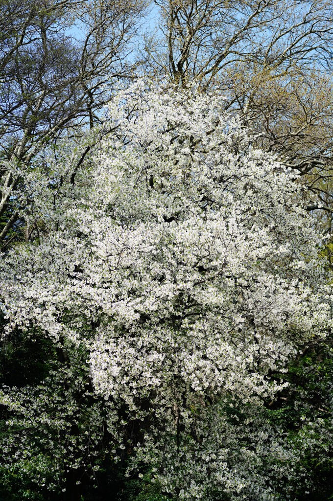 新宿御苑の桜