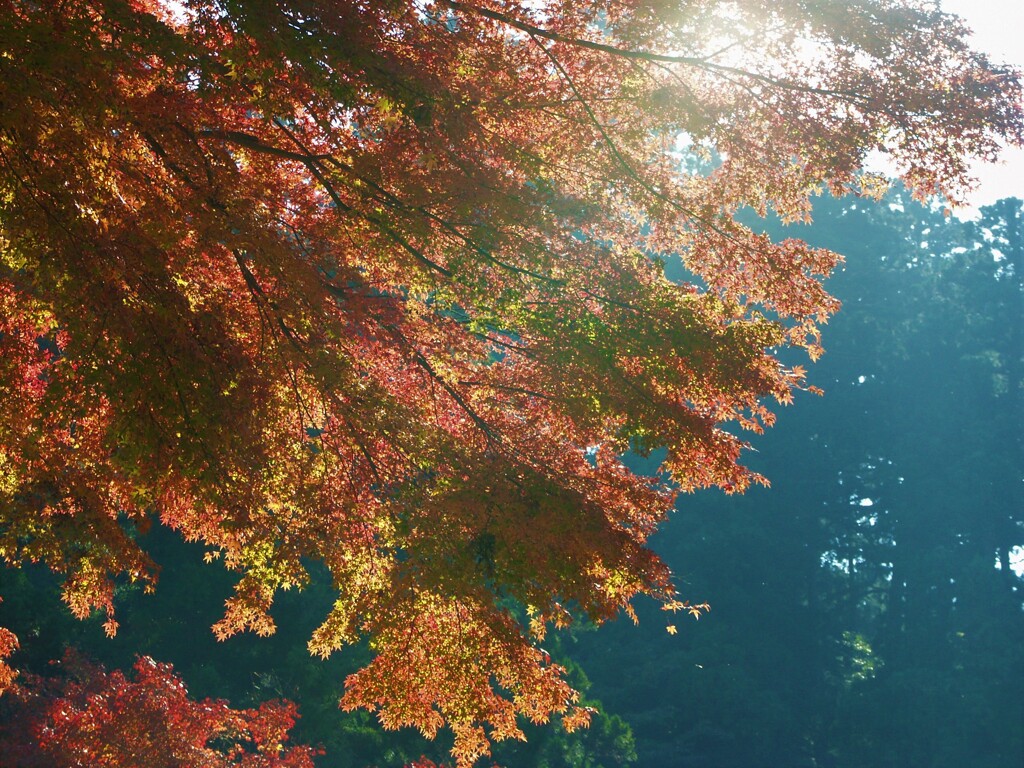 大雄山最乗寺　紅葉