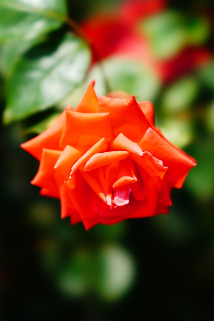 Rose　⑤