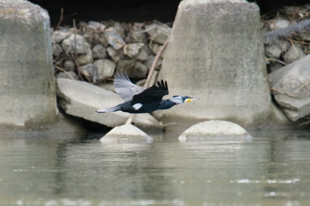 川鵜　飛ぶ