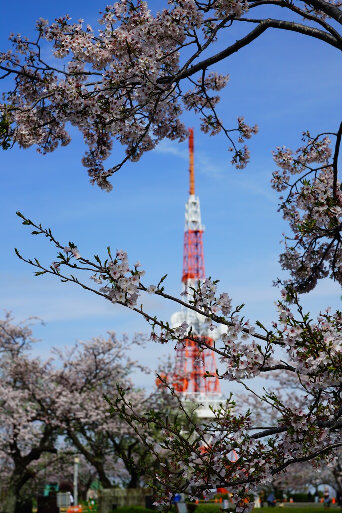 桜と電波塔　①