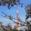 桜と電波塔　①