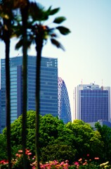 ヤシの木と新宿高層ビル群