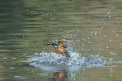 splash!