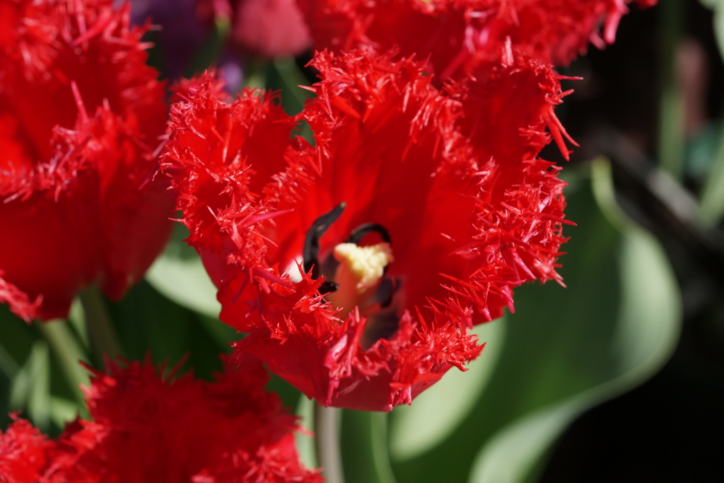 プランターに咲く春の花　①