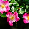 Rose　⑭
