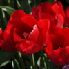 プランターに咲く春の花　③