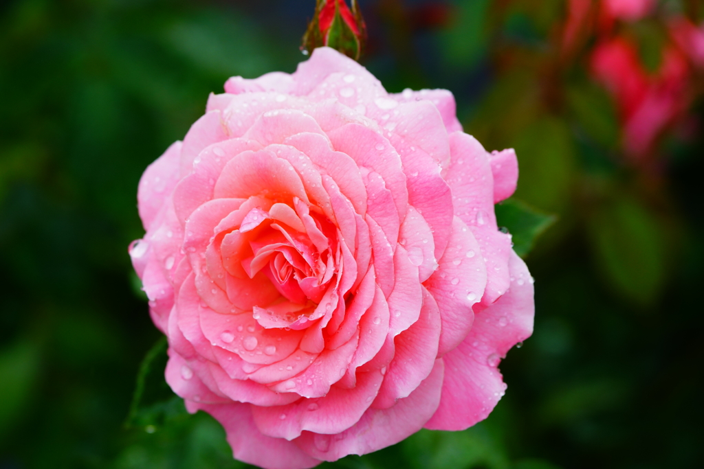 雨露に濡れた薔薇　⑦