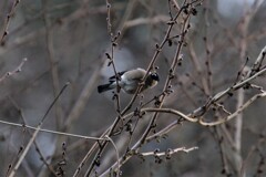 ウソと目が合う