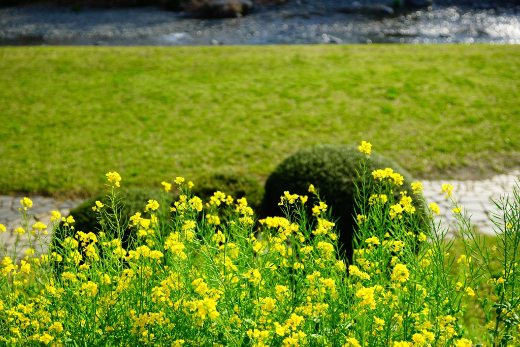 菜の花と水無川のせせらぎ