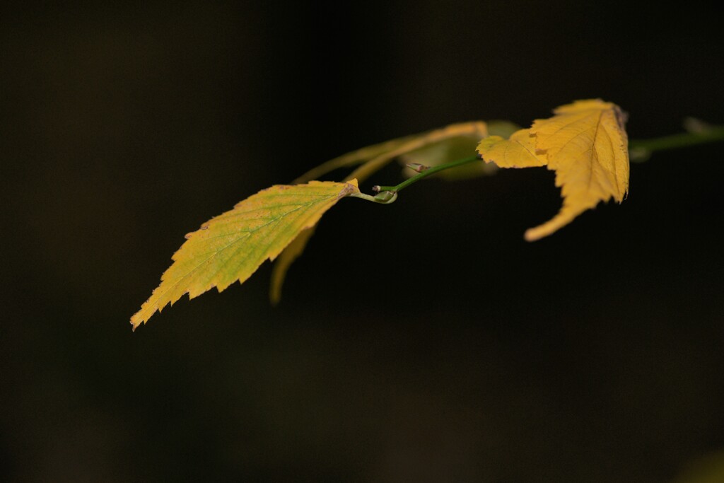 leaves