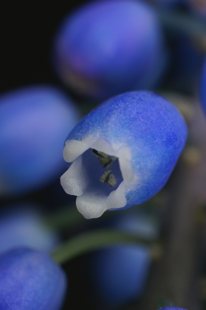 ムスカリの花
