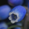 ムスカリの花