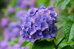 紫陽花②