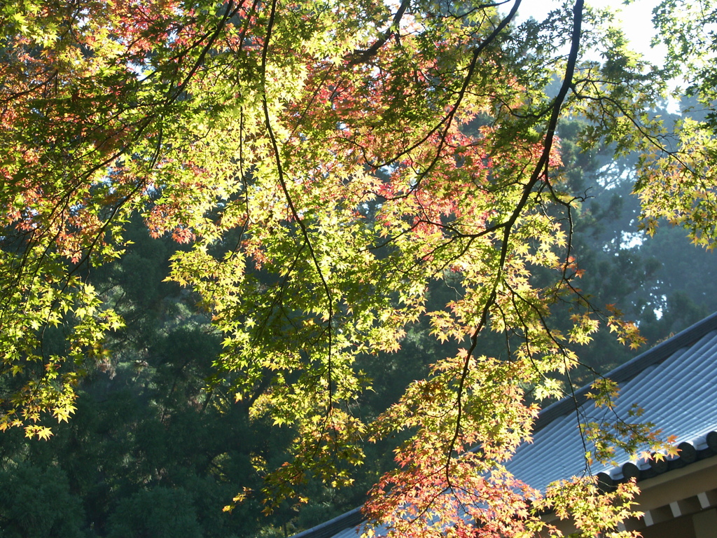 大雄山最乗寺　紅葉