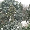 南関東初雪　1