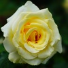Rose　㉑