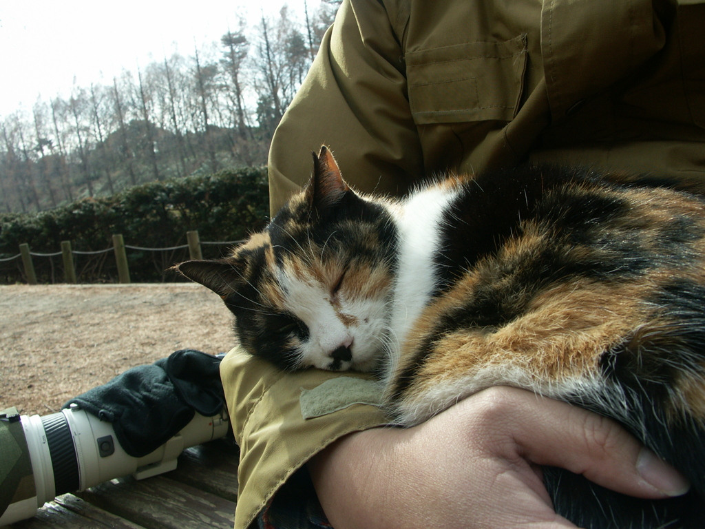 眠り野良猫・・・スヤスヤZzz･･･