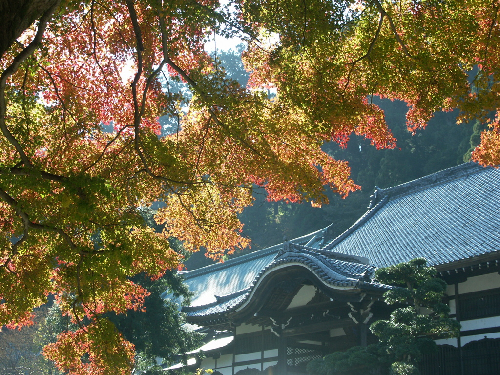 大雄山最乗寺　紅葉