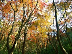 銀杏と紅葉の織り成す世界