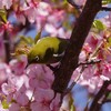PENTAXで桜ジロー　①