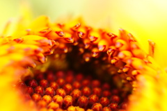キンセンカの蕾　１