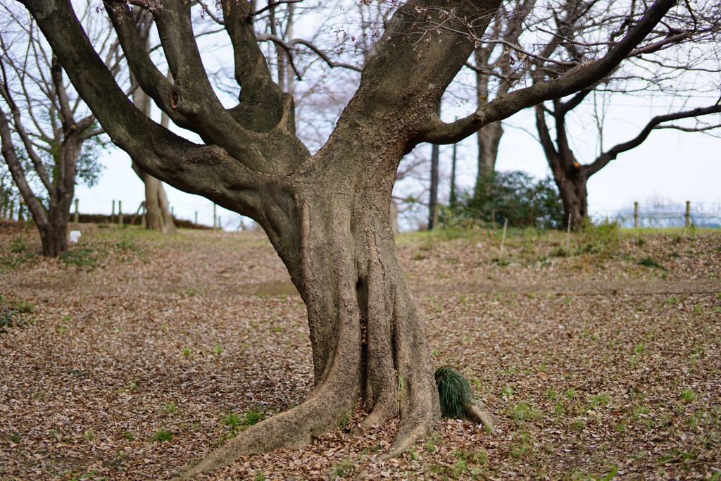 広がる