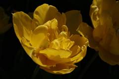 プランターに咲く春の花　④